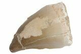 Fossil Mosasaur (Prognathodon) Tooth - Morocco #217016-1